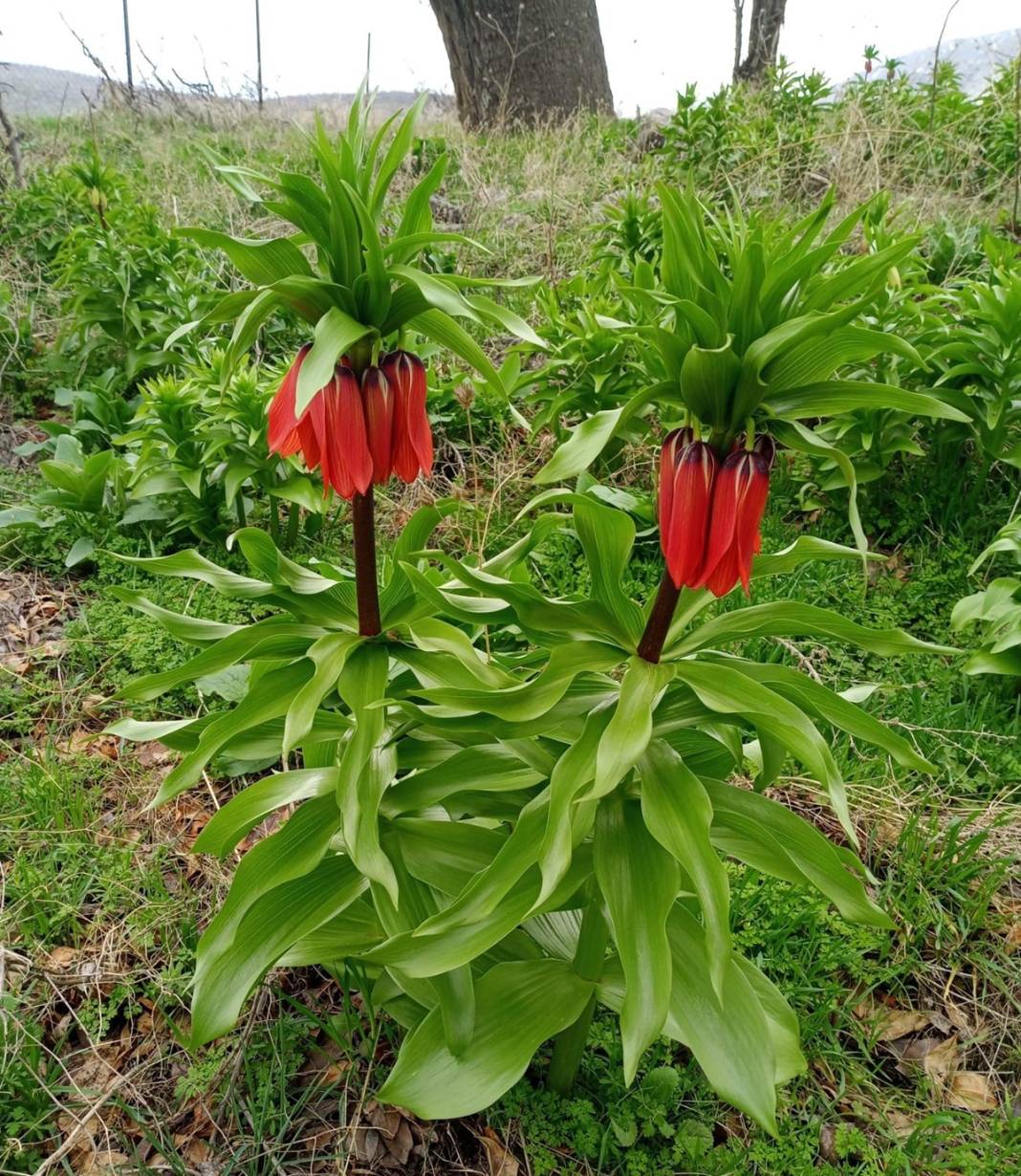 Bu insanlar neye bakıyor? Gece-gündüz nöbet tutuyorlar, ilk kez görenler şaştı kaldı! 52
